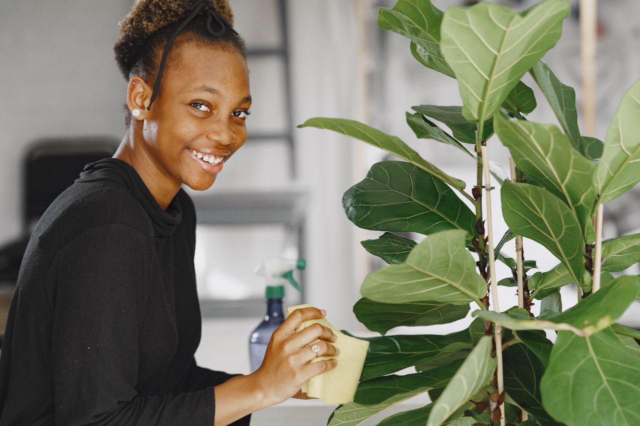 Fiddle Leaf Fig