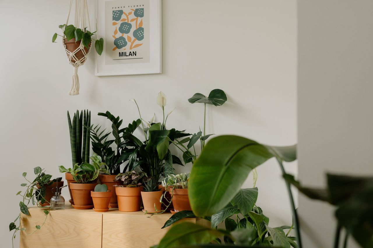 Monstera Deliciosa