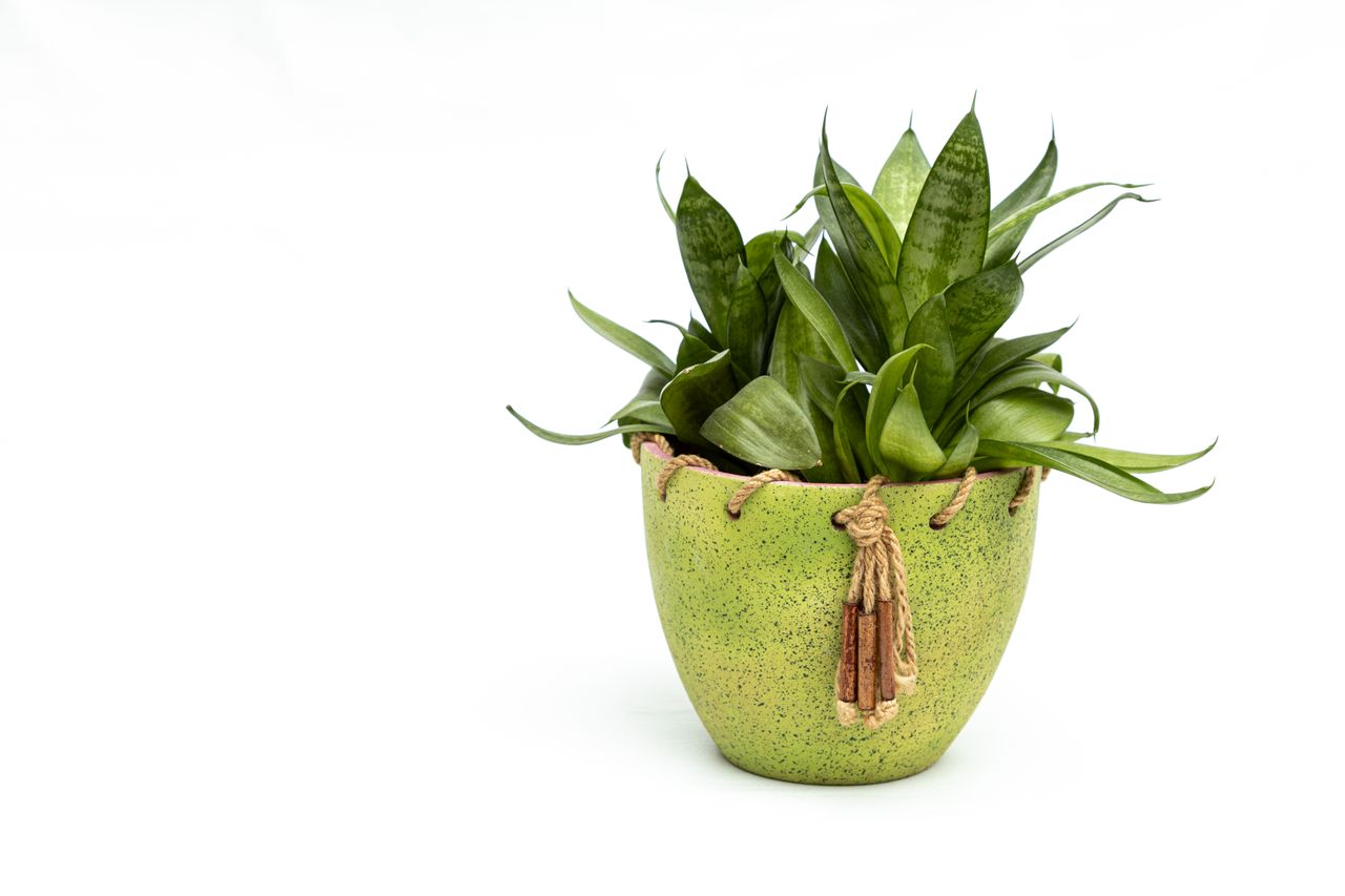 Snake Plant Laurentii