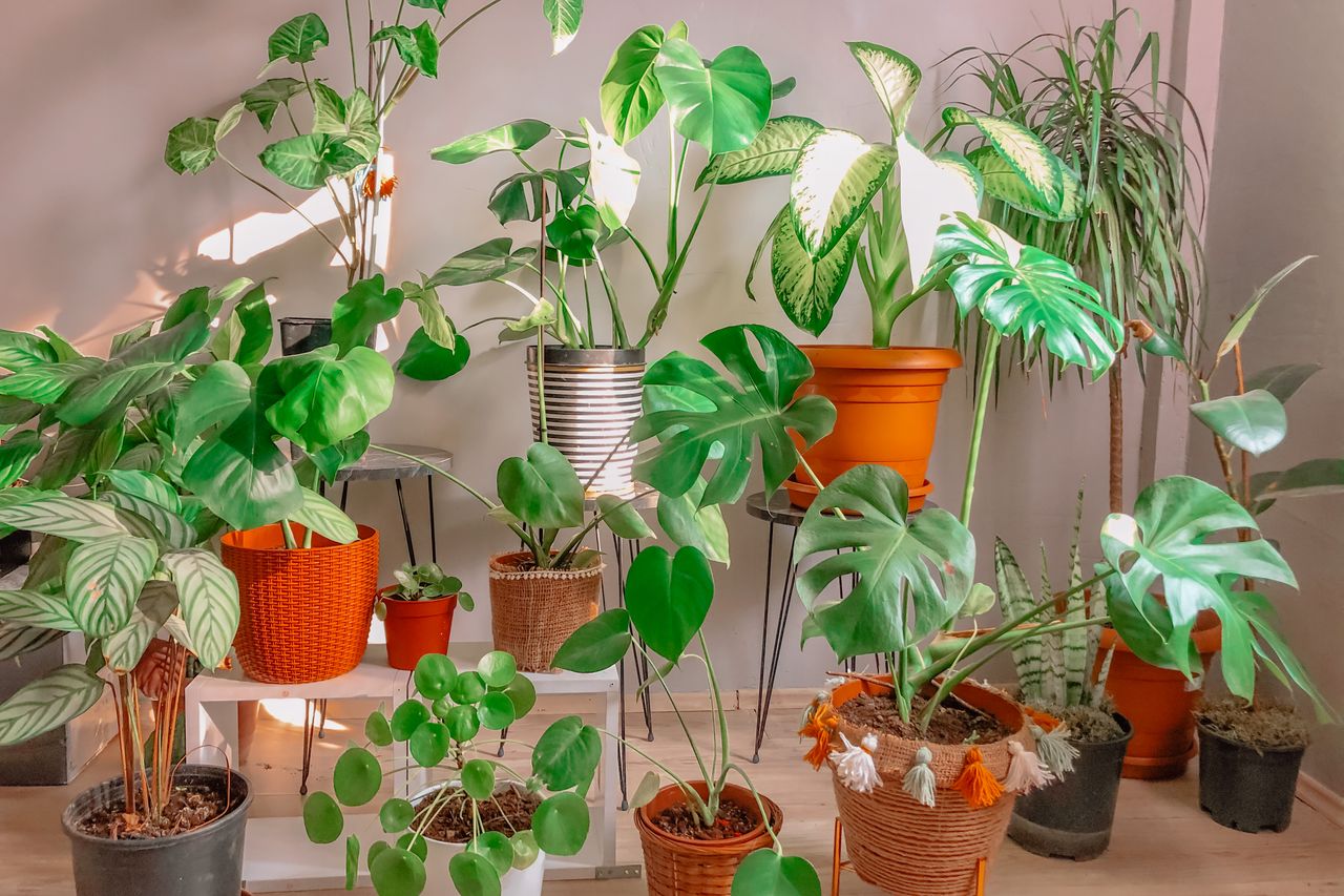 A sunlit living room filled with houseplants